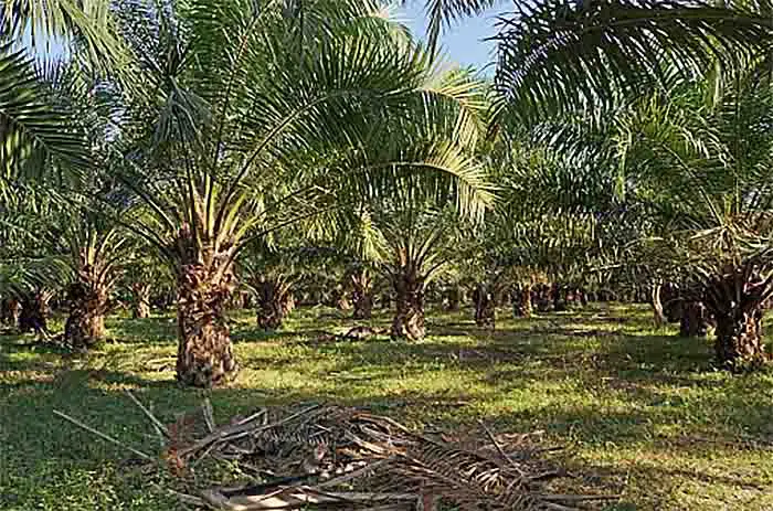 Monitoreo Palma de Aceite