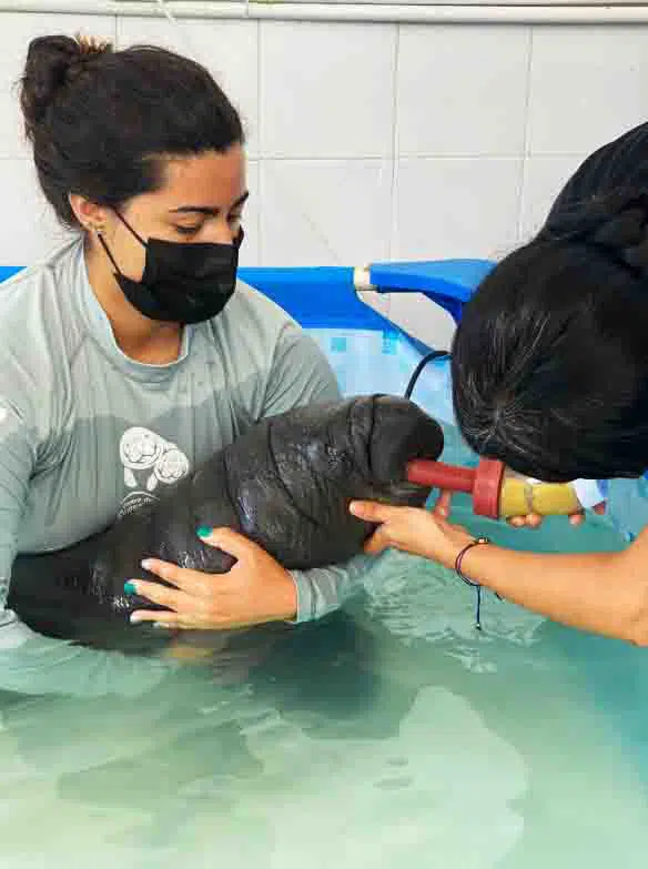 Corpamag - manatí rescatado