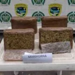 Capturado - Marihuana