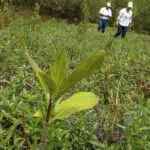 CORPAMAG realizó visita seguimiento a siembra de mangle rojo Corpamag - seguimiento al mangle rojo