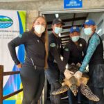 CORPAMAG rehabilita tortuga carey rescatada por pescador de tasajera