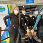tortuga carey