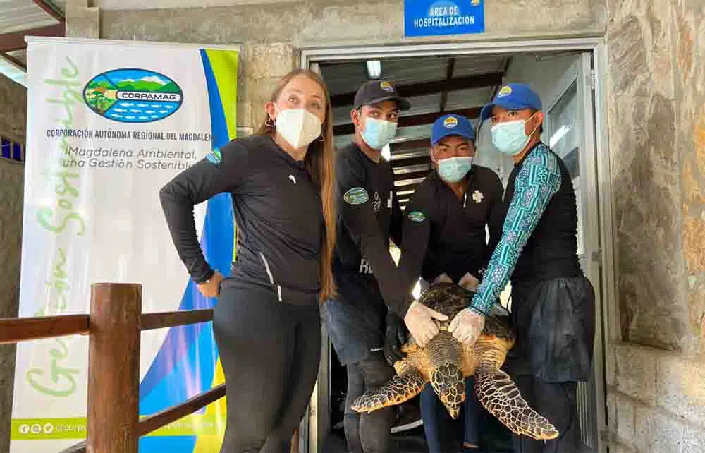 tortuga carey