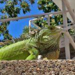 CORPAMAG adelantará jornadas de educación y sensibilización para evitar el consumo de huevos de iguana