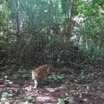 áreas de conservación Drummond