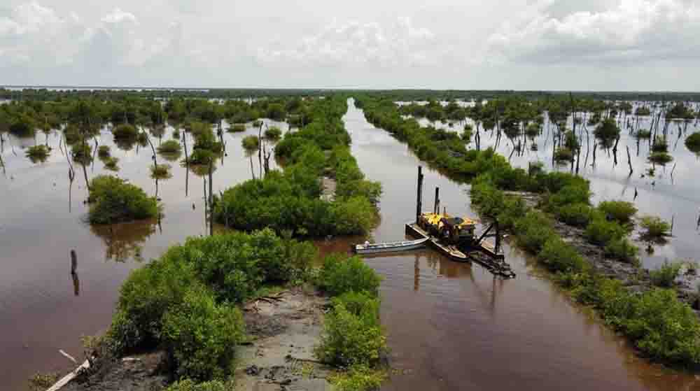 CORPAMAG reporta aumento en la cobertura de mangle en la Ciénaga Grande de Santa Marta