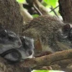 Corpamag identifica 3 especies de mamíferos_no reportadas