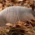 CORPAMAG hace un llamado para evitar el consumo de carne de monte Armadillo, comida de monte