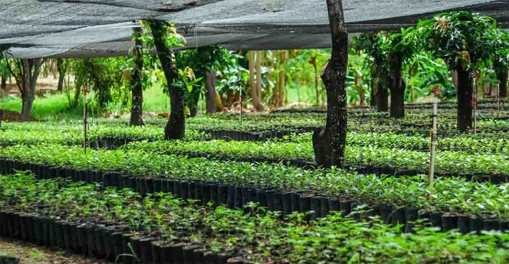 A través de sus procesos de siembra, Drummond Ltd. ratifica su compromiso con el medio ambiente Drummond Ltd. ratifica su compromiso con el medio ambiente