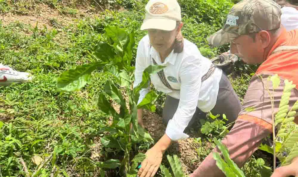 Corpamag Siembra de Arboles