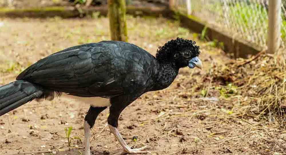 Drummond, conservación paujil de pico azul