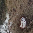 Corpamag hace un llamado para evitar manipulación de orugas presentes en los árboles frutales