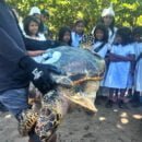 Tortuga Carey adulta fue liberada con transmisor satelital