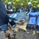 Tortuga Carey adulta fue liberada con transmisor satelital