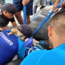 la Manatí rescatada en la Ciénaga de Cicuco falleció