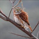 Búhos y las Lechuzas