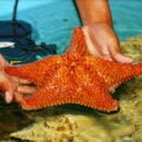 Drummond Ltd. resalta los aportes de la Universidad Jorge Tadeo Lozano a las ciencias del mar en Colombia Ciencias del mar - Universidad Jorge Tadeo Lozano