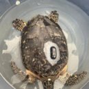 liberan tortuga carey con GPS