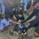 liberan-tortuga-carey-con-transmisor-GPS
