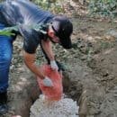 Policía Nacional y Corpamag decomisan 4500 huevos de iguana Policía Nacional y Corpamag decomisan 4500 huevos de iguana