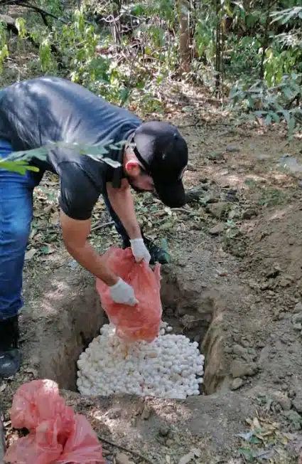 Policía Nacional y Corpamag decomisan 4500 huevos de iguana