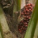 Producción de aceite de palma en Colombia alcanzó cifra histórica en 2022 aceite de palma