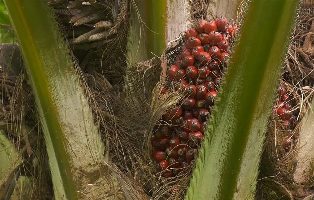 aceite de palma