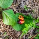 Palma del Grupo Daabon, primera plantación colombiana y latinoamericana en obtener el nivel oro Regenerative Organic Certified® Daabon obtiene el nivel oro Regenerative Organic Certified