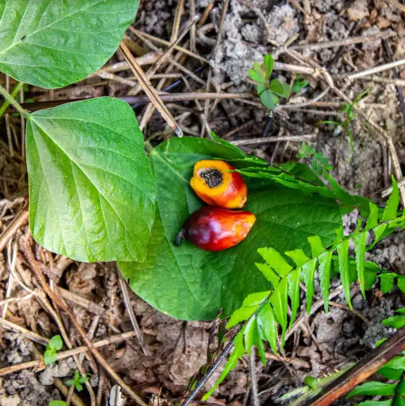 Daabon obtiene el nivel oro Regenerative Organic Certified