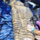 Manatí fue encontrado en la playa los ciruelos