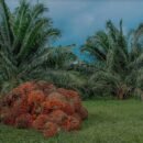 Producción de aceite de palma entre enero - abril 2023 presenta buena dinámica y crecimiento de 4,7 % frente al mismo periodo 2022 Producción de aceite de palma