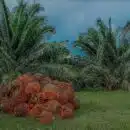 Producción de aceite de palma