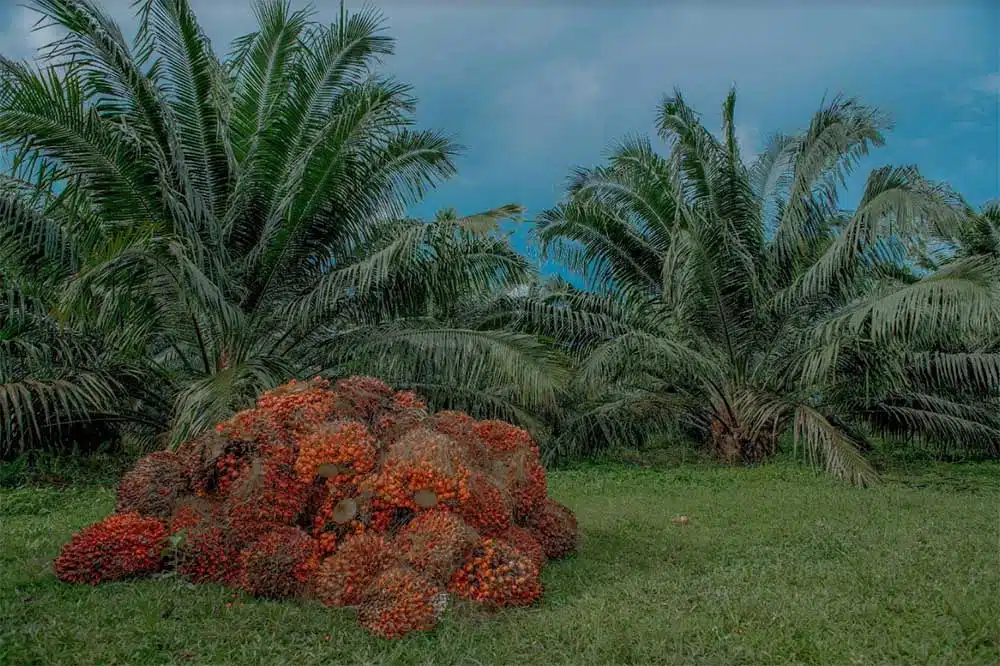 Producción de aceite de palma