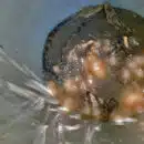 Capturado hombre que transportaba 271 babillas