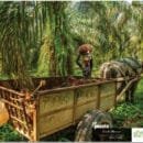 Fotos ganadoras del Concurso Nacional de Fotografía Ambiental y Social en zonas palmeras, hoy son la noticia Fedepalma, Concurso Nacional de Fotografía Social - Primer Puesto