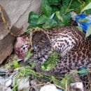 Tigrillo rescatado se recupera satisfactoriamente