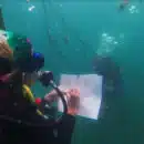 Corales