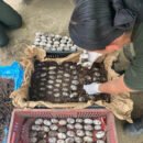 Policía del Magdalena encuentra 1.074 huevos de babilla