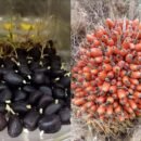 Evite engaños a la hora de adquirir semillas de palma de aceite y atienda estas recomendaciones semillas - palma de aceite