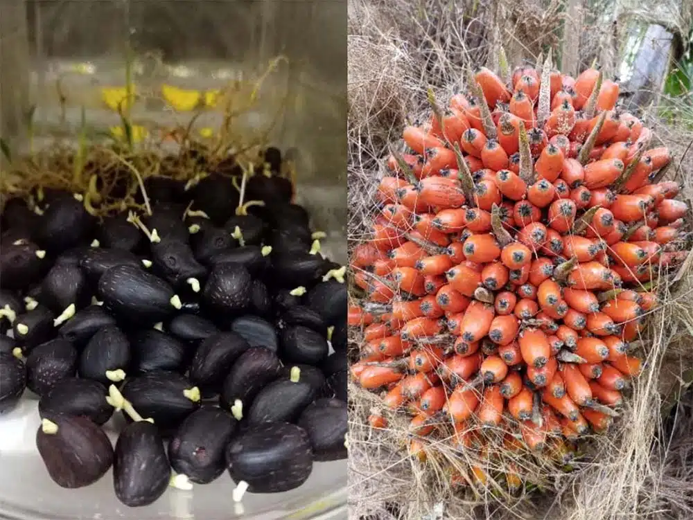 semillas - palma de aceite