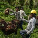 RTN de Palma de Aceite: tecnologías para optimizar procesos y mayor eficiencia en la agroindustria RTN de Palma de Aceite