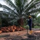 Producción de aceite de palma