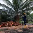 Producción de aceite de palma