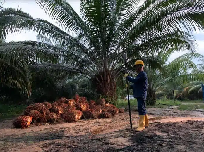 Producción de aceite de palma
