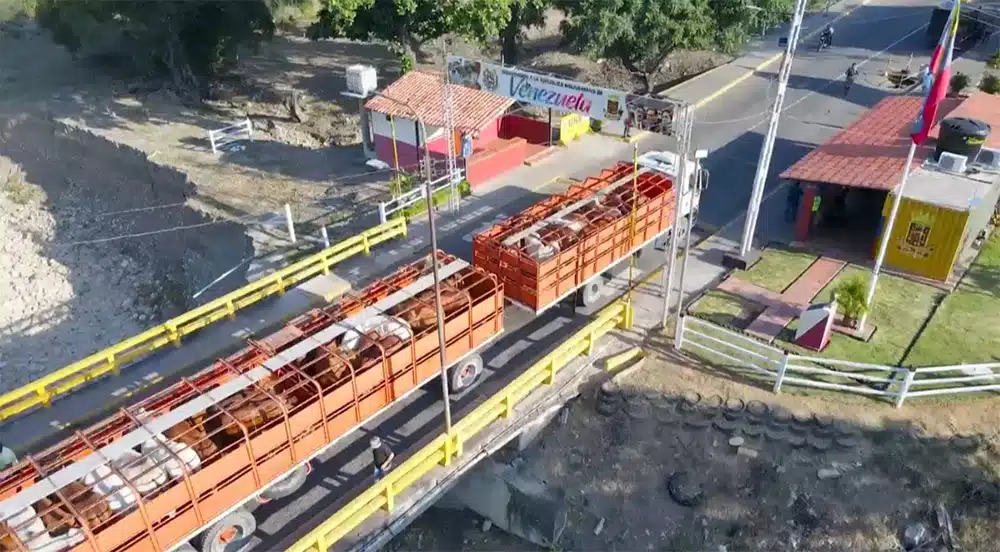 El ICA certifica exportación de 203 bovinos a Venezuela