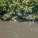 Mortandad de peces - Caño Zapayán