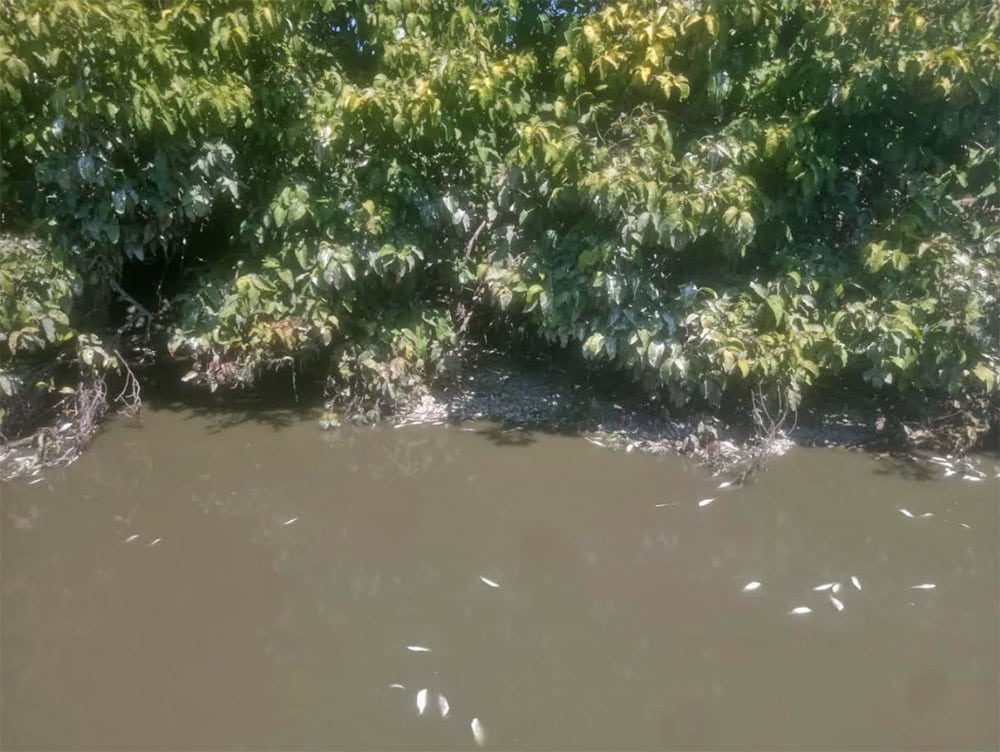 Mortandad de peces - Caño Zapayán