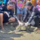 Corpamag, liberó 70 tortugas