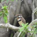 Corpamag participará en el Global Big Day Corpamag participará en el Global Big Day