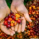 Sindicato socio de palmicultora Gremca pide apoyo al gobierno